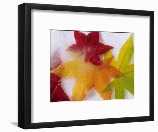 Frozen Maple Tree Leaves-Daisy Gilardini-Framed Photographic Print