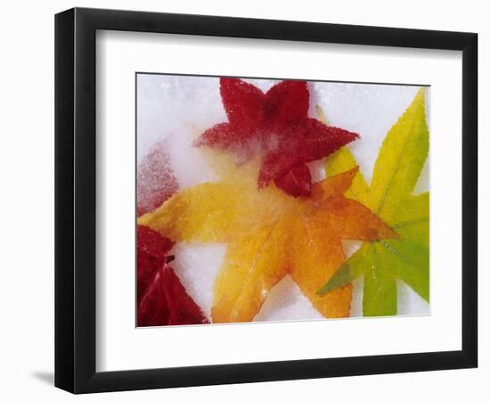 Frozen Maple Tree Leaves-Daisy Gilardini-Framed Photographic Print