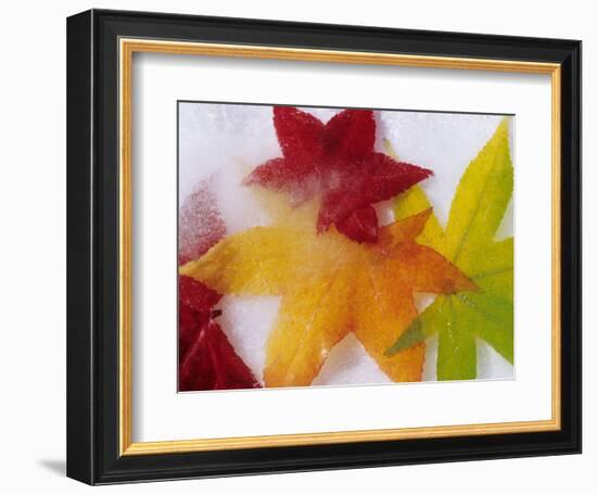 Frozen Maple Tree Leaves-Daisy Gilardini-Framed Photographic Print