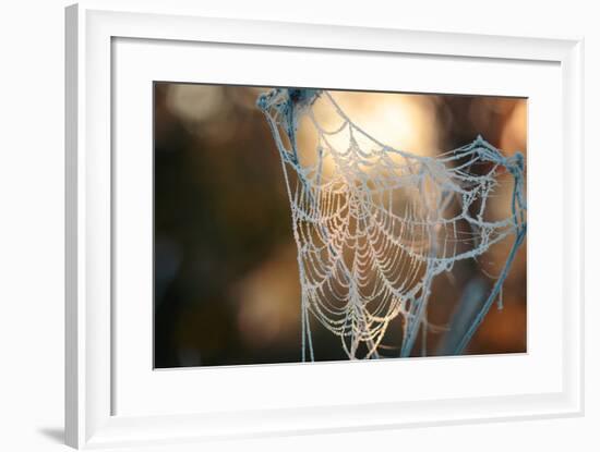 Frozen October Morning Cobwebs.-Stone36-Framed Photographic Print