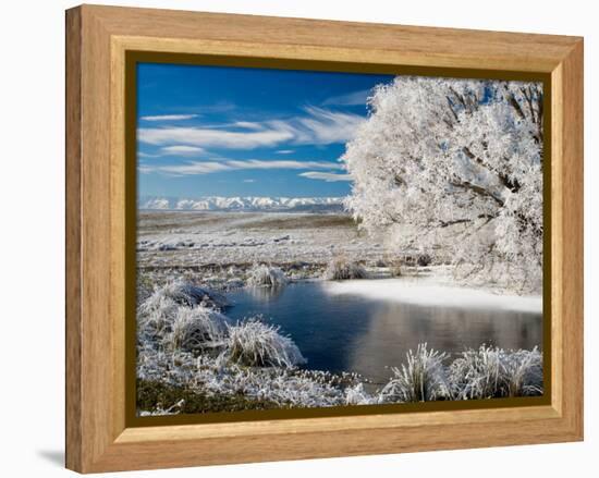 Frozen Pond and Hoar Frost on Willow Tree, near Omakau, Hawkdun Ranges, Central Otago, New Zealand-David Wall-Framed Premier Image Canvas