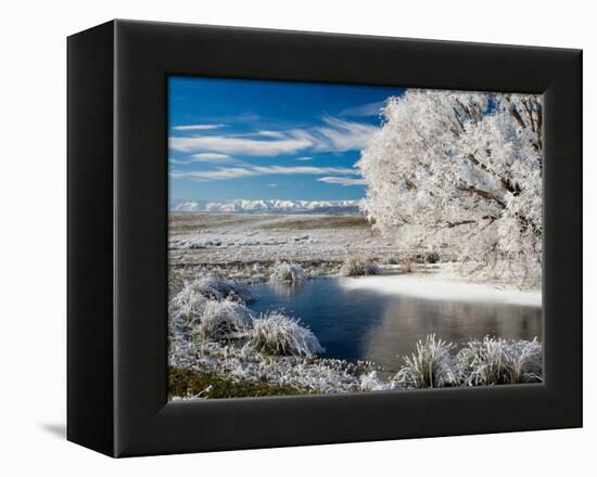 Frozen Pond and Hoar Frost on Willow Tree, near Omakau, Hawkdun Ranges, Central Otago, New Zealand-David Wall-Framed Premier Image Canvas