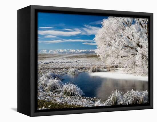 Frozen Pond and Hoar Frost on Willow Tree, near Omakau, Hawkdun Ranges, Central Otago, New Zealand-David Wall-Framed Premier Image Canvas