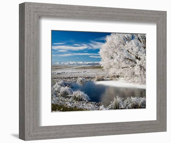 Frozen Pond and Hoar Frost on Willow Tree, near Omakau, Hawkdun Ranges, Central Otago, New Zealand-David Wall-Framed Photographic Print