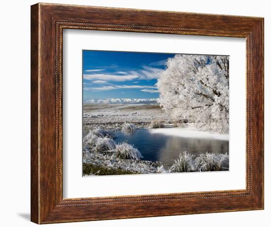 Frozen Pond and Hoar Frost on Willow Tree, near Omakau, Hawkdun Ranges, Central Otago, New Zealand-David Wall-Framed Photographic Print