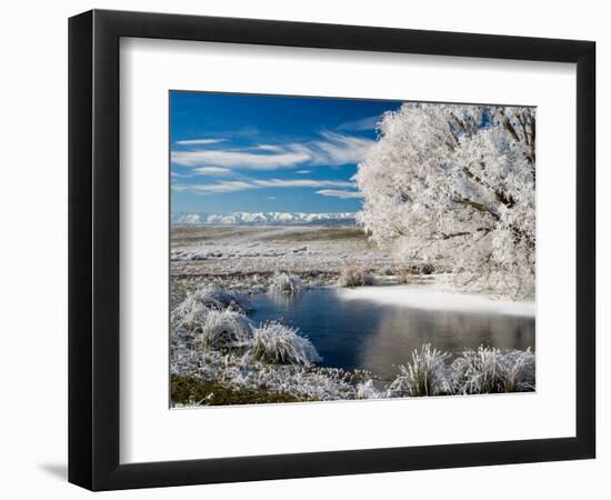 Frozen Pond and Hoar Frost on Willow Tree, near Omakau, Hawkdun Ranges, Central Otago, New Zealand-David Wall-Framed Photographic Print