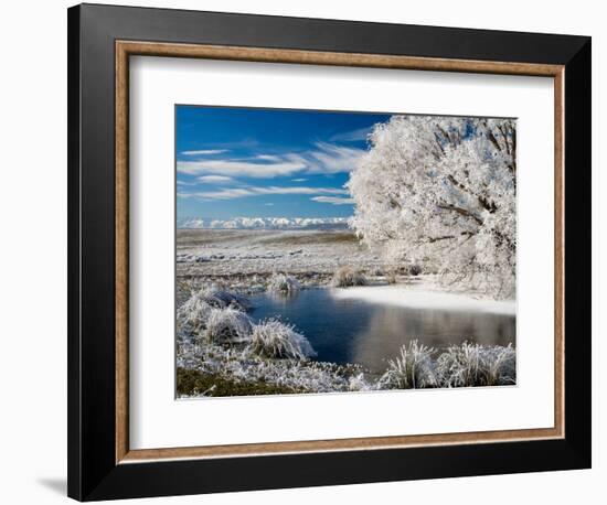 Frozen Pond and Hoar Frost on Willow Tree, near Omakau, Hawkdun Ranges, Central Otago, New Zealand-David Wall-Framed Photographic Print