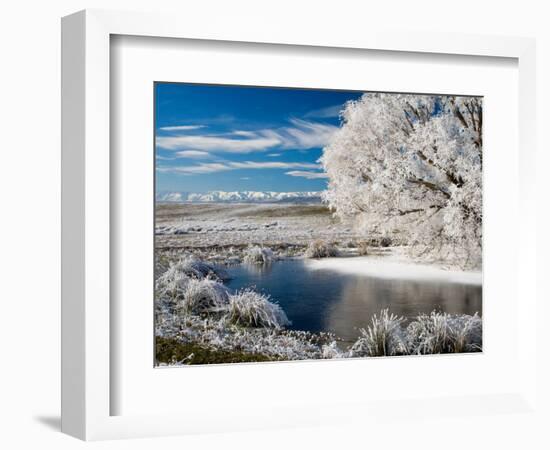 Frozen Pond and Hoar Frost on Willow Tree, near Omakau, Hawkdun Ranges, Central Otago, New Zealand-David Wall-Framed Photographic Print