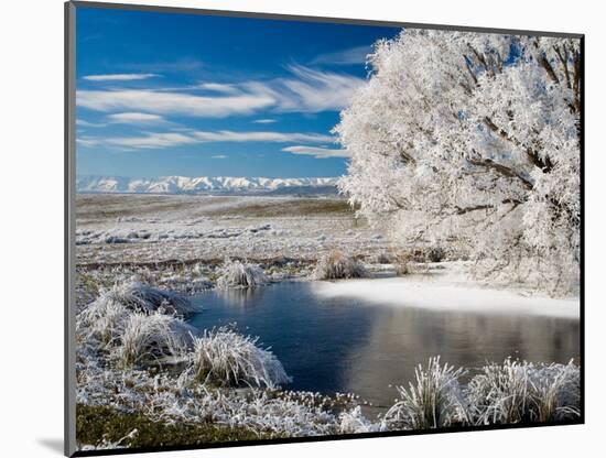 Frozen Pond and Hoar Frost on Willow Tree, near Omakau, Hawkdun Ranges, Central Otago, New Zealand-David Wall-Mounted Photographic Print