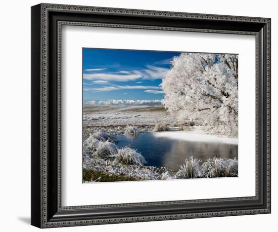 Frozen Pond and Hoar Frost on Willow Tree, near Omakau, Hawkdun Ranges, Central Otago, New Zealand-David Wall-Framed Photographic Print