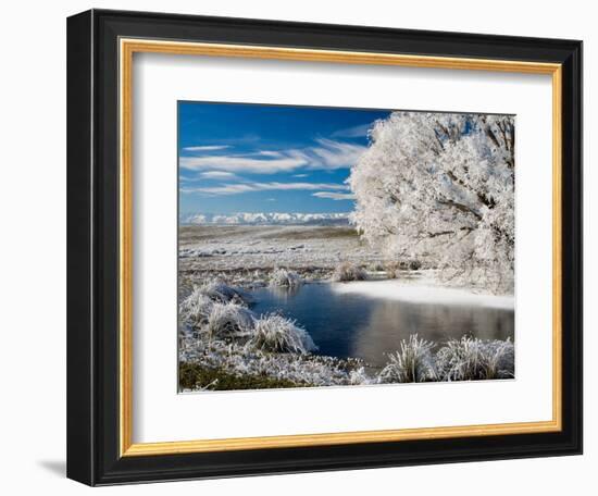 Frozen Pond and Hoar Frost on Willow Tree, near Omakau, Hawkdun Ranges, Central Otago, New Zealand-David Wall-Framed Photographic Print