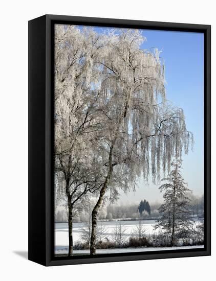 Frozen Pond in Park Landscape with Birch Trees Covered in Hoarfrost, Belgium-Philippe Clement-Framed Premier Image Canvas