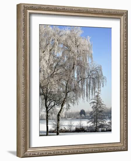 Frozen Pond in Park Landscape with Birch Trees Covered in Hoarfrost, Belgium-Philippe Clement-Framed Photographic Print