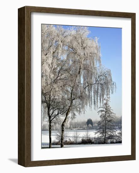 Frozen Pond in Park Landscape with Birch Trees Covered in Hoarfrost, Belgium-Philippe Clement-Framed Photographic Print