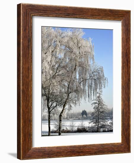 Frozen Pond in Park Landscape with Birch Trees Covered in Hoarfrost, Belgium-Philippe Clement-Framed Photographic Print