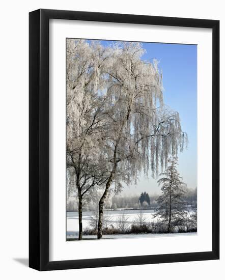 Frozen Pond in Park Landscape with Birch Trees Covered in Hoarfrost, Belgium-Philippe Clement-Framed Photographic Print