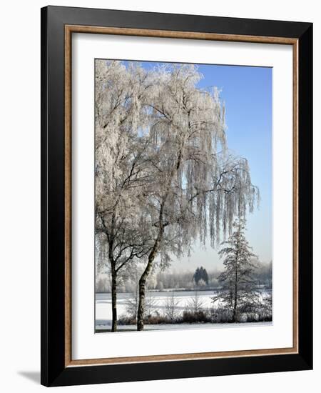 Frozen Pond in Park Landscape with Birch Trees Covered in Hoarfrost, Belgium-Philippe Clement-Framed Photographic Print