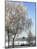 Frozen Pond in Park Landscape with Birch Trees Covered in Hoarfrost, Belgium-Philippe Clement-Mounted Photographic Print