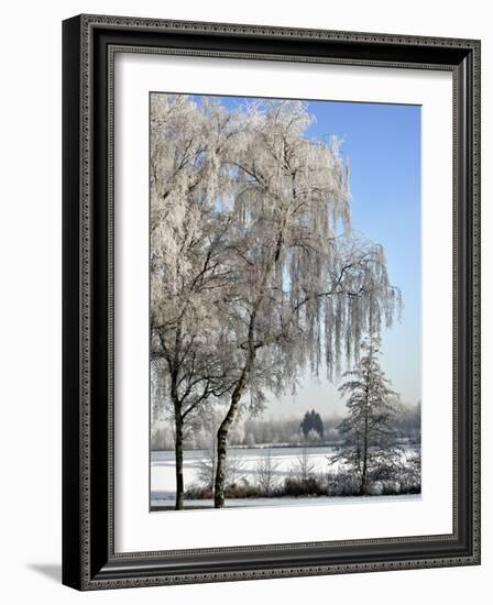 Frozen Pond in Park Landscape with Birch Trees Covered in Hoarfrost, Belgium-Philippe Clement-Framed Photographic Print