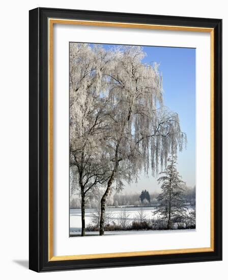 Frozen Pond in Park Landscape with Birch Trees Covered in Hoarfrost, Belgium-Philippe Clement-Framed Photographic Print