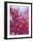 Frozen Raspberries-Chris Sch?fer-Framed Photographic Print