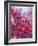 Frozen Raspberries-Chris Sch?fer-Framed Photographic Print