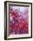 Frozen Raspberries-Chris Sch?fer-Framed Photographic Print