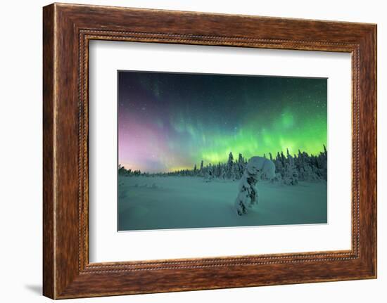 Frozen spruce tree covered with snow lit by Northern Lights (Aurora Borealis) in winter, Iso Syote-Roberto Moiola-Framed Photographic Print