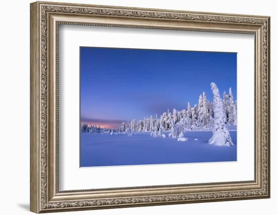 Frozen spruce trees covered with snow during winter dusk, Lapland-Roberto Moiola-Framed Photographic Print