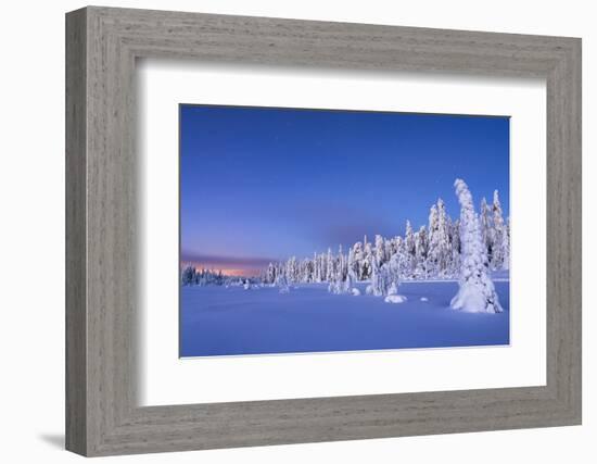 Frozen spruce trees covered with snow during winter dusk, Lapland-Roberto Moiola-Framed Photographic Print