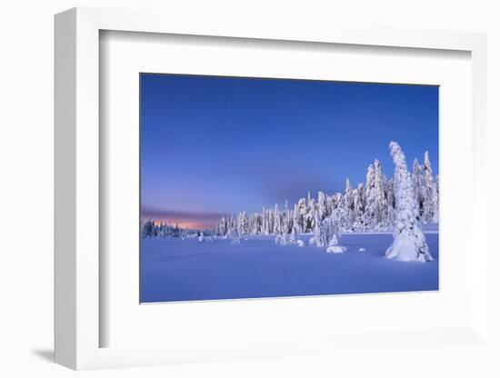 Frozen spruce trees covered with snow during winter dusk, Lapland-Roberto Moiola-Framed Photographic Print