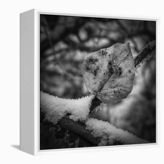 Frozen Still-Andrew Geiger-Framed Stretched Canvas