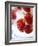 Frozen Strawberries in a Glass-Dieter Heinemann-Framed Photographic Print