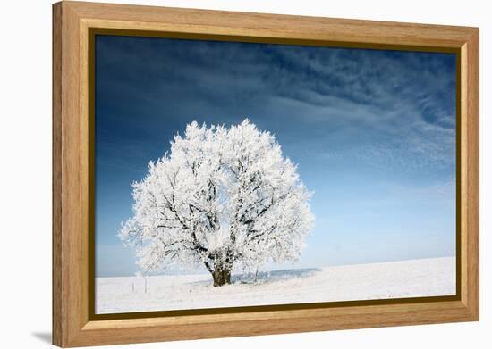 Frozen Tree on Winter Field and Blue Sky-Dudarev Mikhail-Framed Premier Image Canvas