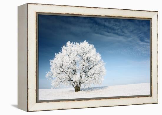 Frozen Tree on Winter Field and Blue Sky-Dudarev Mikhail-Framed Premier Image Canvas