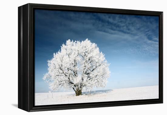 Frozen Tree on Winter Field and Blue Sky-Dudarev Mikhail-Framed Premier Image Canvas