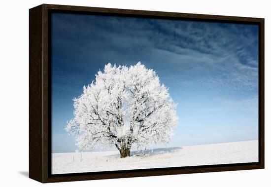 Frozen Tree on Winter Field and Blue Sky-Dudarev Mikhail-Framed Premier Image Canvas