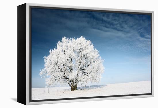 Frozen Tree on Winter Field and Blue Sky-Dudarev Mikhail-Framed Premier Image Canvas