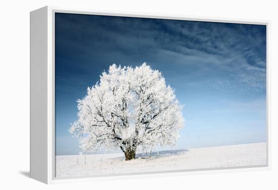 Frozen Tree on Winter Field and Blue Sky-Dudarev Mikhail-Framed Premier Image Canvas