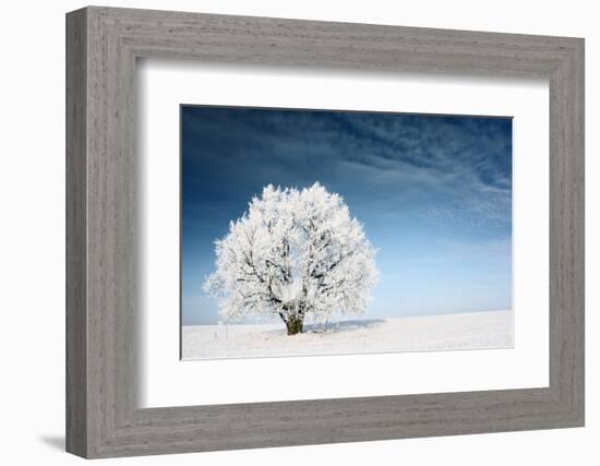 Frozen Tree on Winter Field and Blue Sky-Dudarev Mikhail-Framed Photographic Print