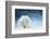 Frozen Tree on Winter Field and Blue Sky-Dudarev Mikhail-Framed Photographic Print