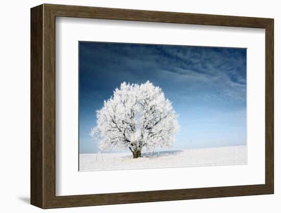 Frozen Tree on Winter Field and Blue Sky-Dudarev Mikhail-Framed Photographic Print