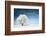 Frozen Tree on Winter Field and Blue Sky-Dudarev Mikhail-Framed Photographic Print