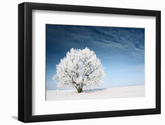 Frozen Tree on Winter Field and Blue Sky-Dudarev Mikhail-Framed Photographic Print