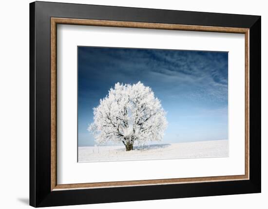 Frozen Tree on Winter Field and Blue Sky-Dudarev Mikhail-Framed Photographic Print