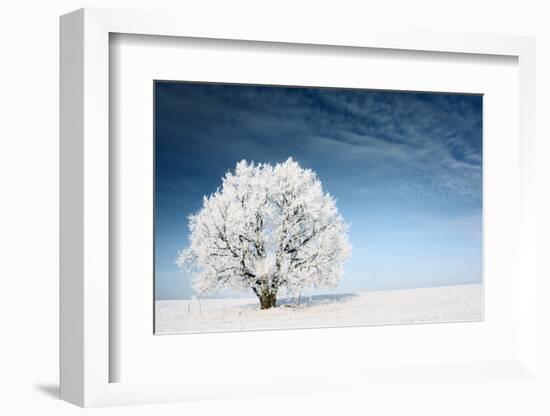 Frozen Tree on Winter Field and Blue Sky-Dudarev Mikhail-Framed Photographic Print