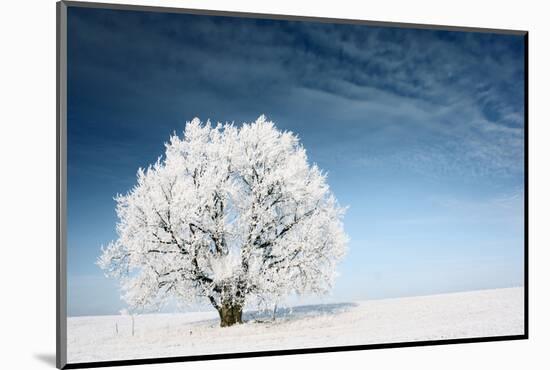 Frozen Tree on Winter Field and Blue Sky-Dudarev Mikhail-Mounted Photographic Print