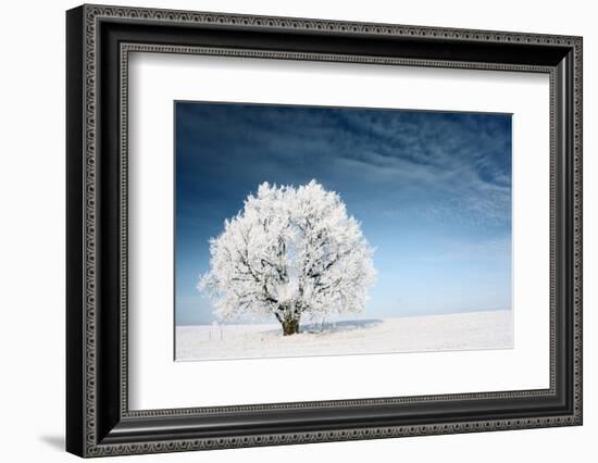 Frozen Tree on Winter Field and Blue Sky-Dudarev Mikhail-Framed Photographic Print