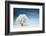 Frozen Tree on Winter Field and Blue Sky-Dudarev Mikhail-Framed Photographic Print