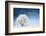 Frozen Tree on Winter Field and Blue Sky-Dudarev Mikhail-Framed Photographic Print